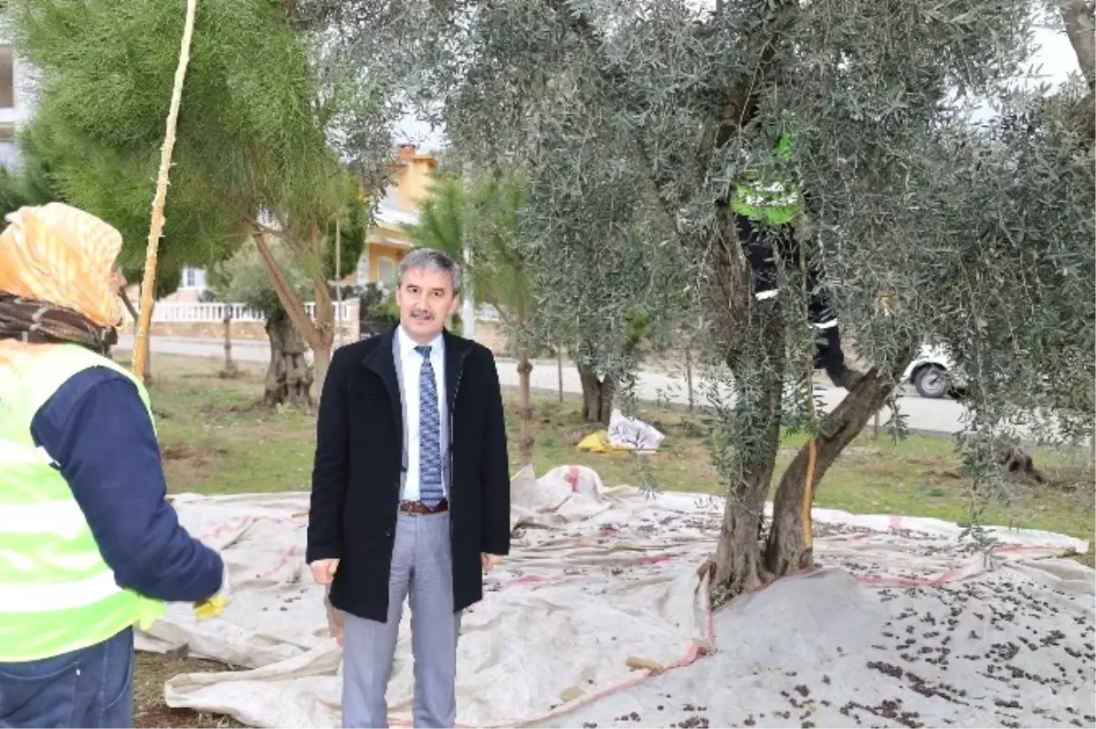 Parklardaki Zeytin Ağaçları Muhtacın Sofrasına Lezzet Katıyor