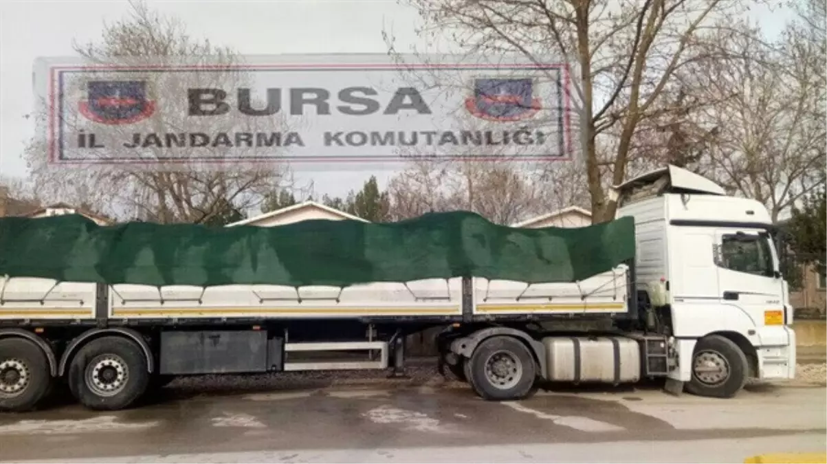 Bursa\'da 20 Ton Kaçak Midye Ele Geçirildi