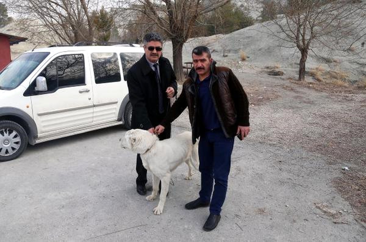 Çobanın Sopayla Dövdüğü Köpeğe Yeni Sahip