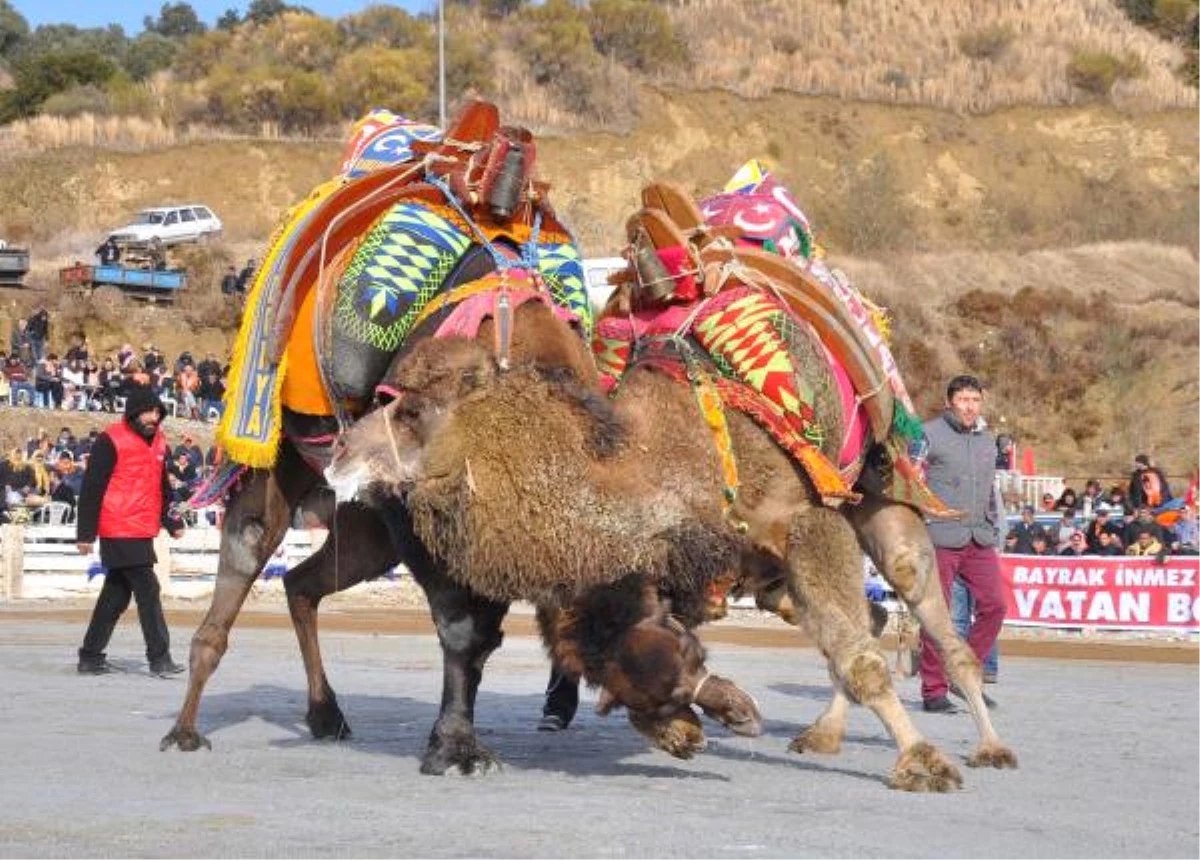 Demre\'de Deve Güreşleri Festivali