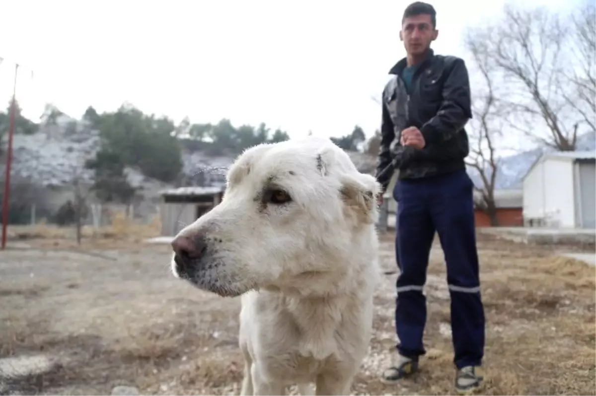 Eziyet Edilen Köpeği Hayvansever Sahiplendi