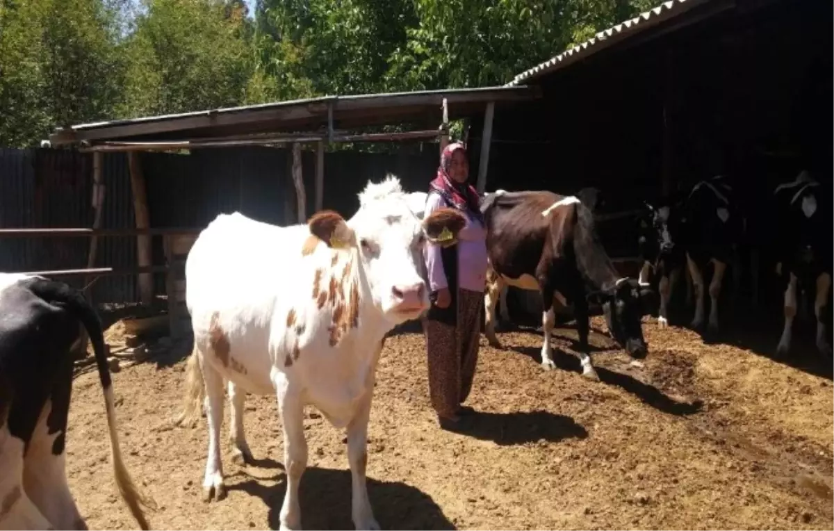 Kütahya\'da Orman Köylüsünün Yüzü Orköy Projesi ile Gülüyor