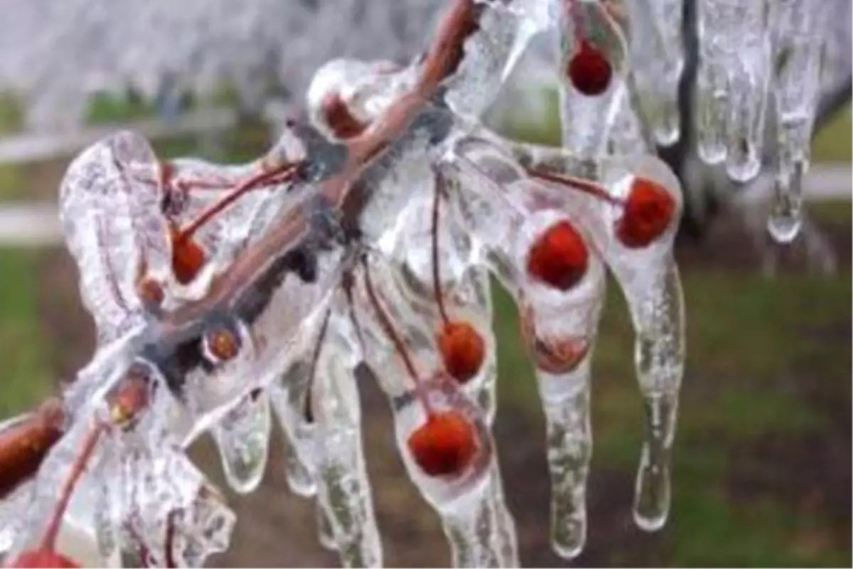 Meteorolojiden Zirai Don Uyarısı