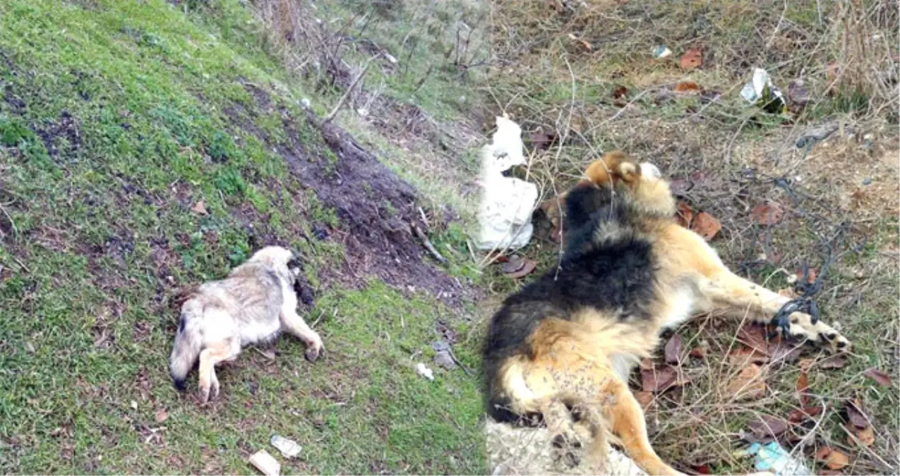Hayvan Düşmanları Durmak Bilmiyor! 2 Kediden Sonra 2 Köpek Daha Öldürüldü