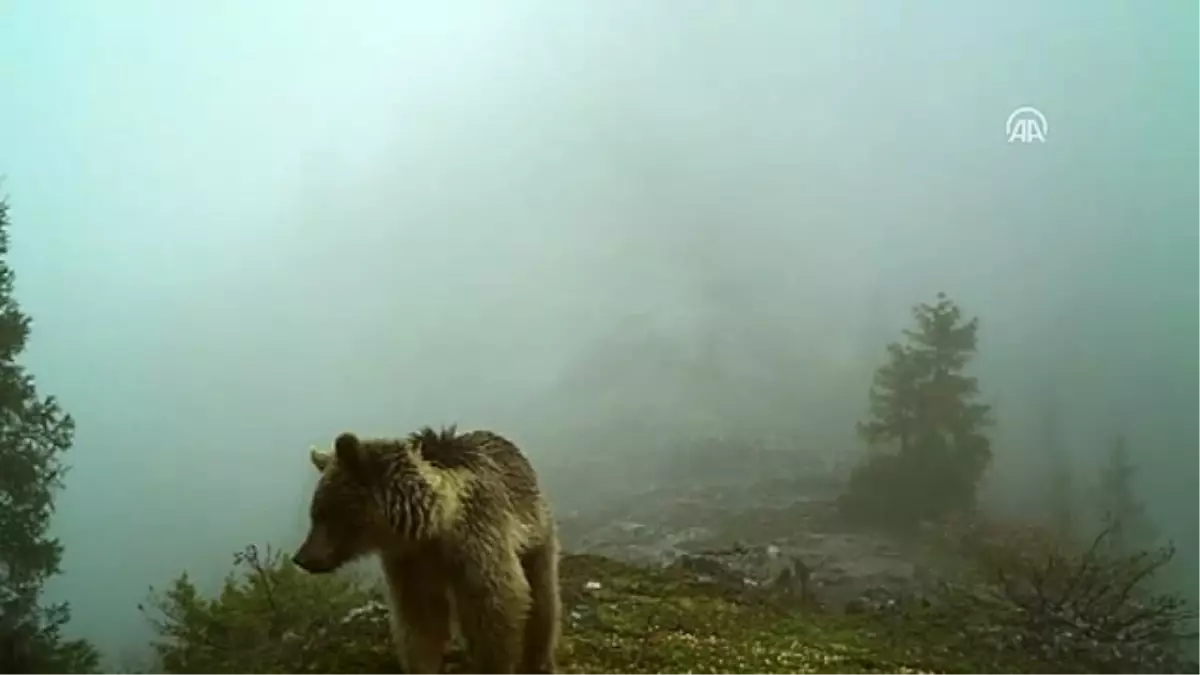 Yaban Hayatından Ilginç Görüntüler Fotokapanda