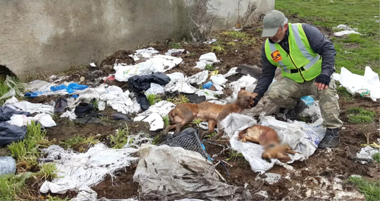 Arnavutköy\'de Çok Sayıda Köpek Ölüsü Bulundu