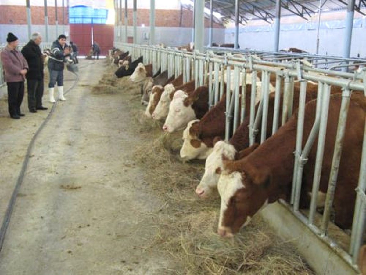 Damızlık Sığır Yetiştiricileri Birliği: "1 Litre Süt Bedeli ile 1,5 Kg Yemi Alabilmemiz...