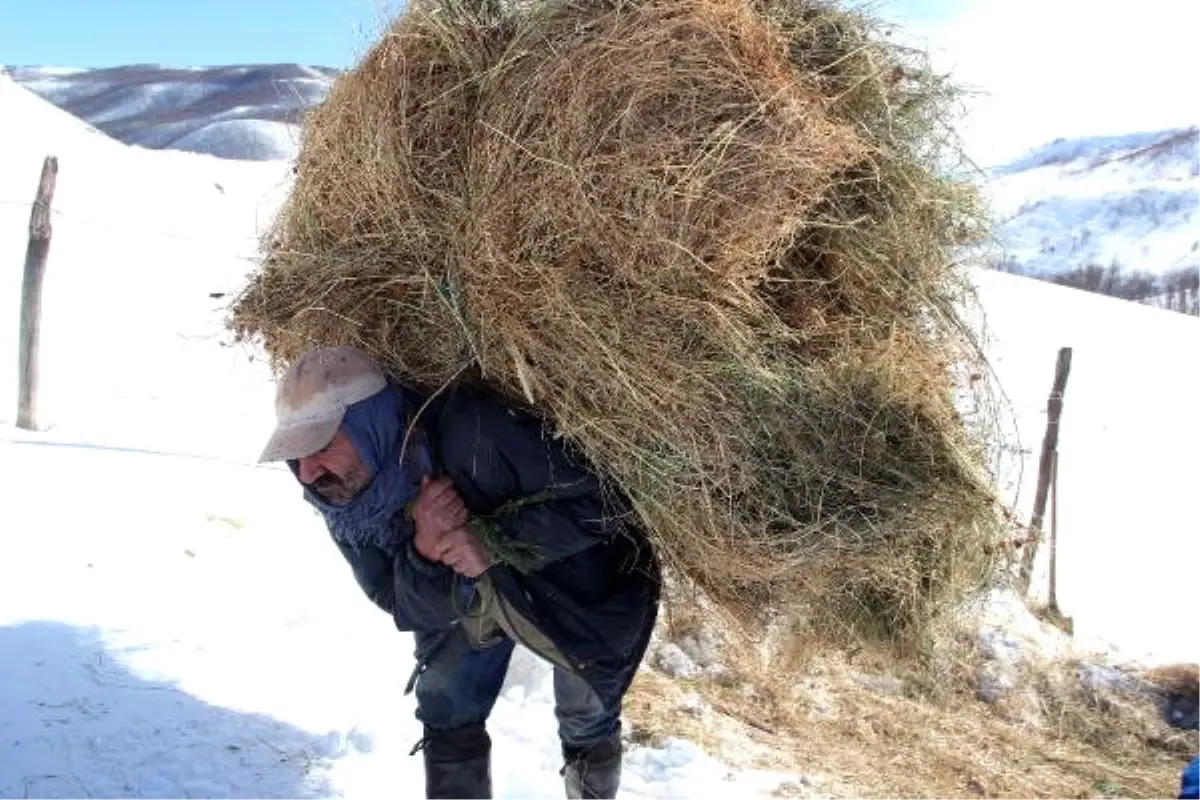 Dha Yurt - (Tekrar) Kızağı Çalınan Köylüler, Hayvanlar İçin Otları Sırtlarında Taşıyor