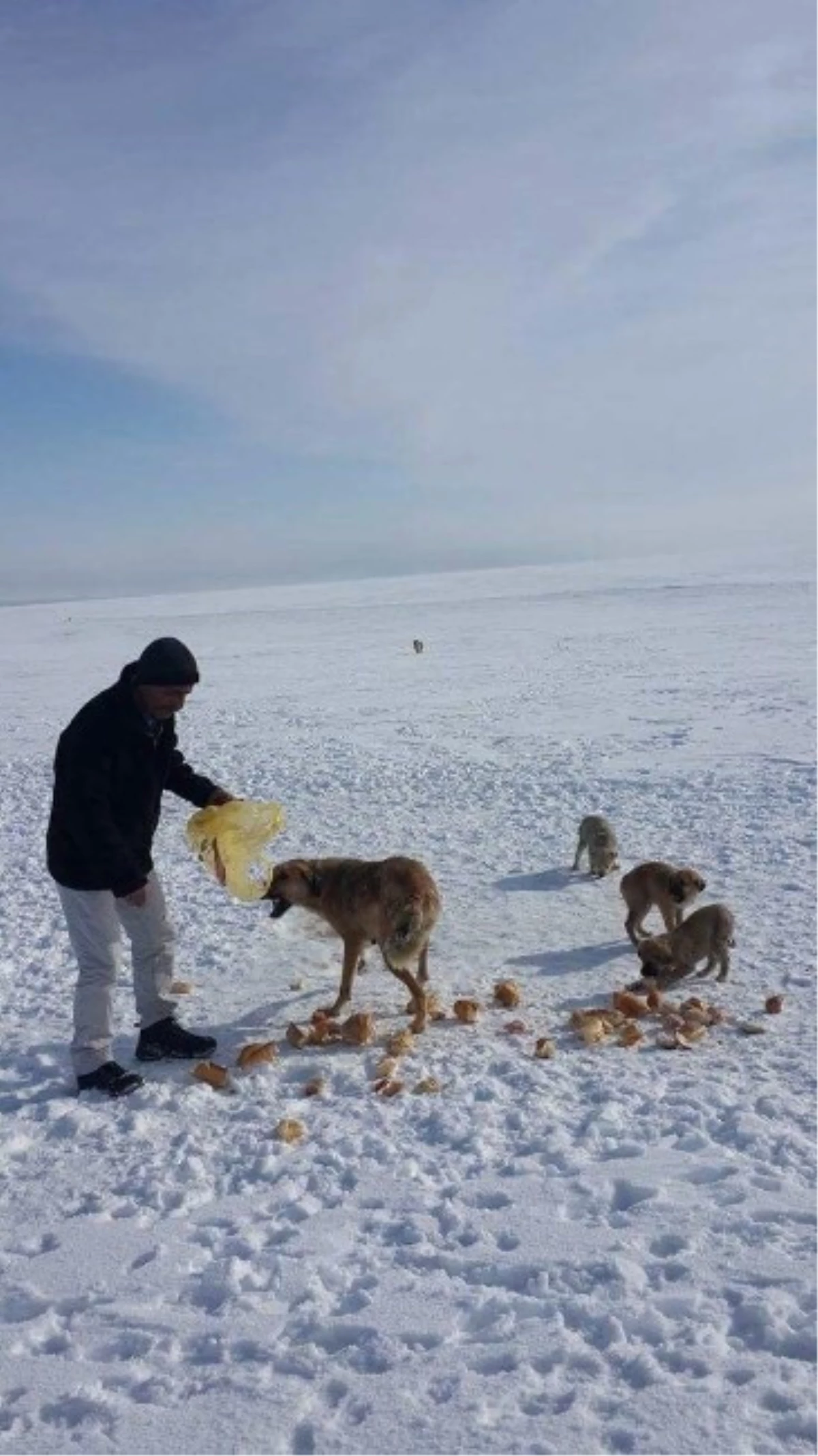 Kulu\'da Hayırsever Bir Vatandaş Aç Köpekleri Ekmekle Doyurdu