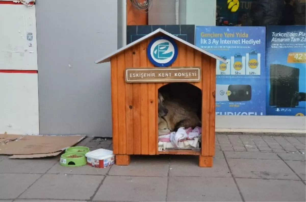 O Köpek İçin Kent Konyesi\'nden Özel Kulübe