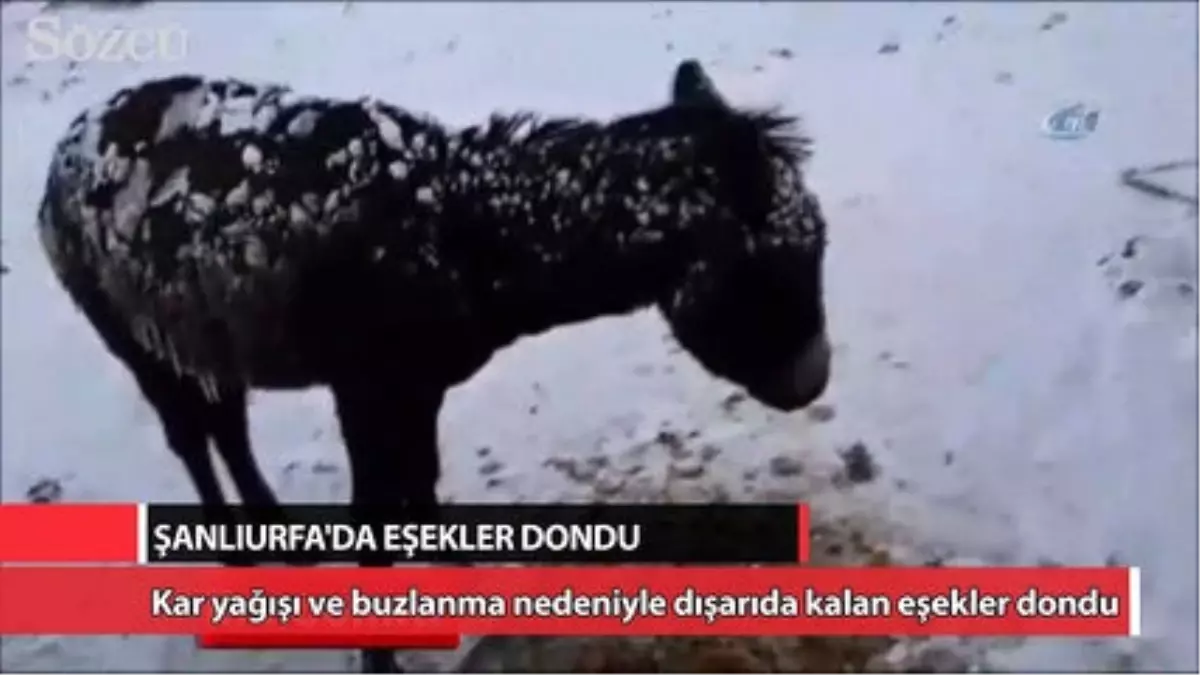 Şanlıurfa\'da Eşekler Dondu