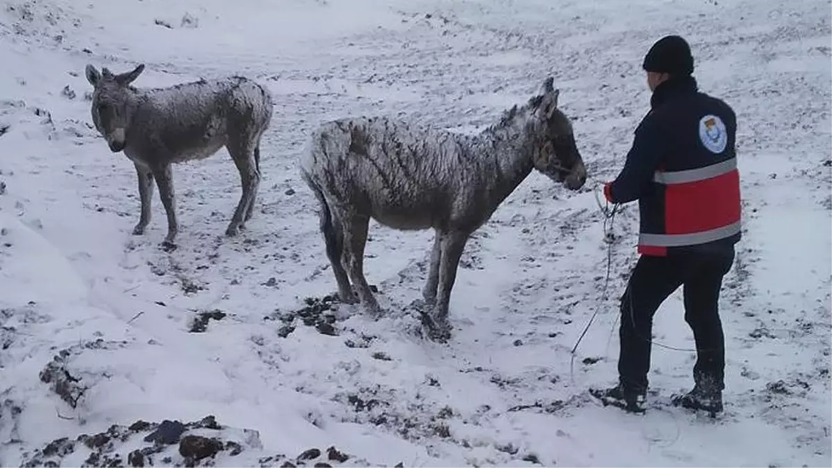 Şanlıurfa\'da Sahipsiz Eşekleri Donmaktan Belediye Kurtardı