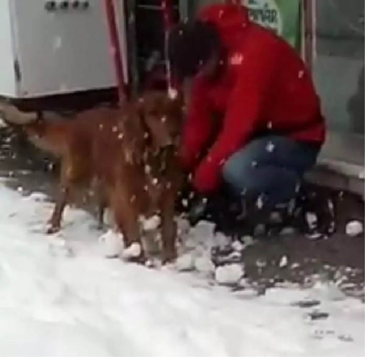 Tüylerine Yapışan Kartopları Nedeniyle Yürüyemeyen Köpeğe Yardım Eli