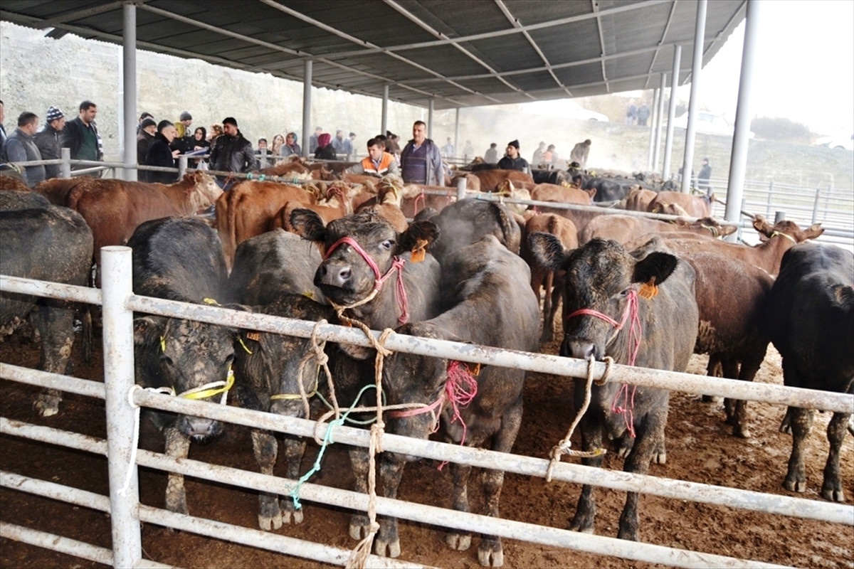 Adana\'da Damızlık Düve Üretim Merkezi Kurulacak