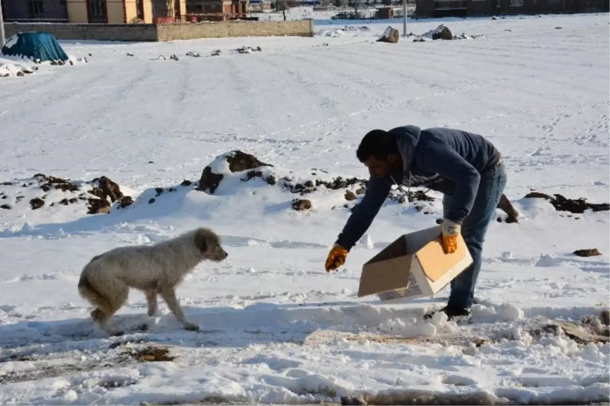 Hayvanlar İçin Doğaya Yem Bırakıldı