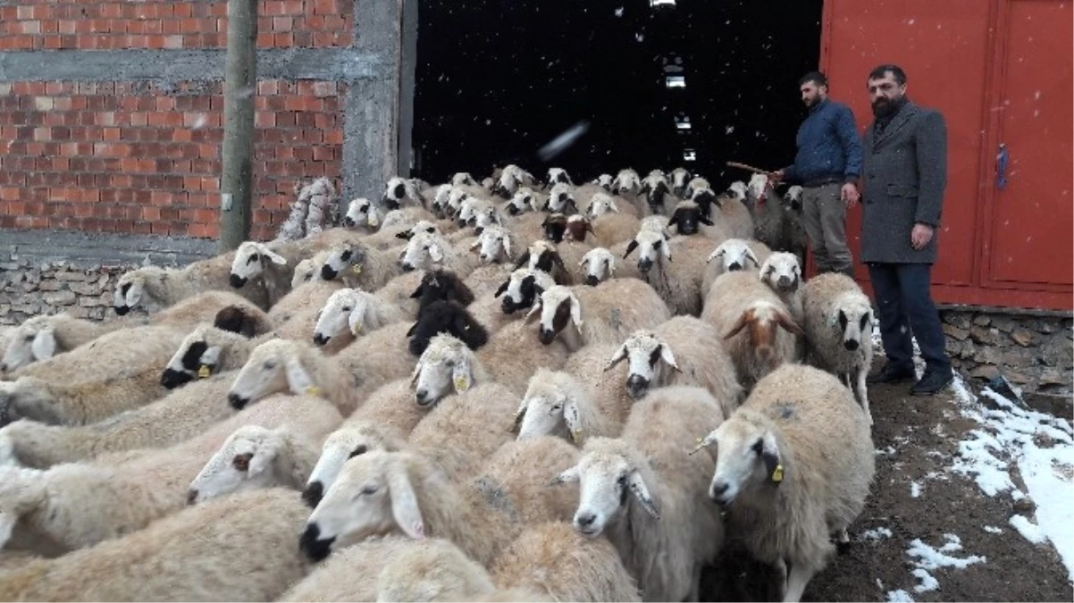 Malatya İli Damızlık Koyun Keçi Yetiştiricileri Birliği Başkanı İhsan Akın Açıklaması
