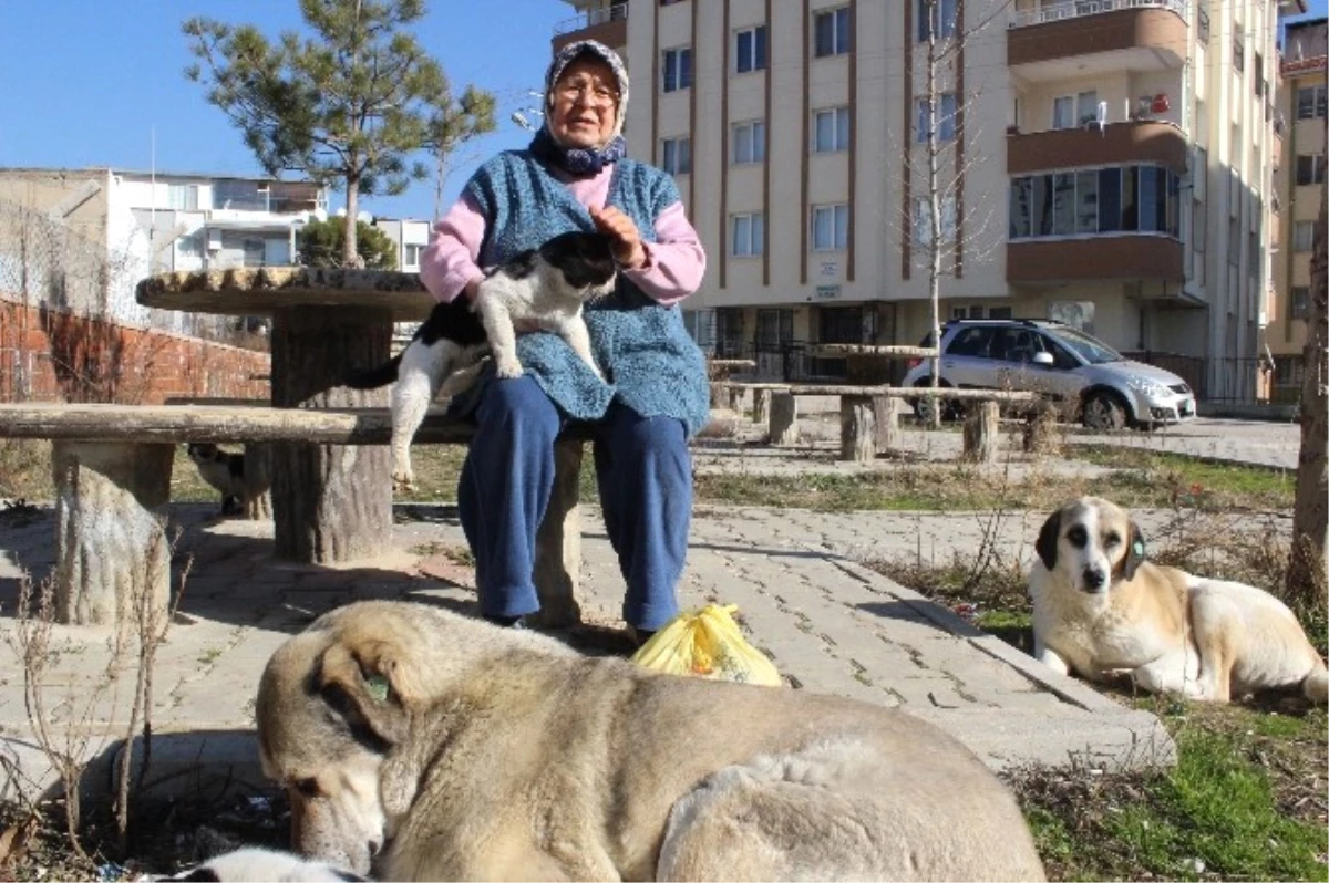 Saldırıya Uğrayan Hayvansever Teyze Konuştu