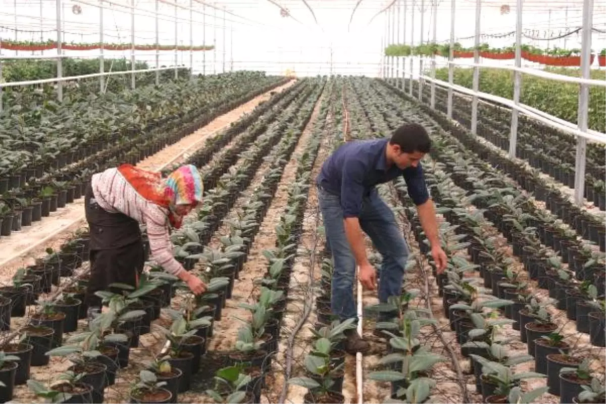 Seralarda Sebzelere Ek Olarak Süs Bitkileri Yetiştiriliyor