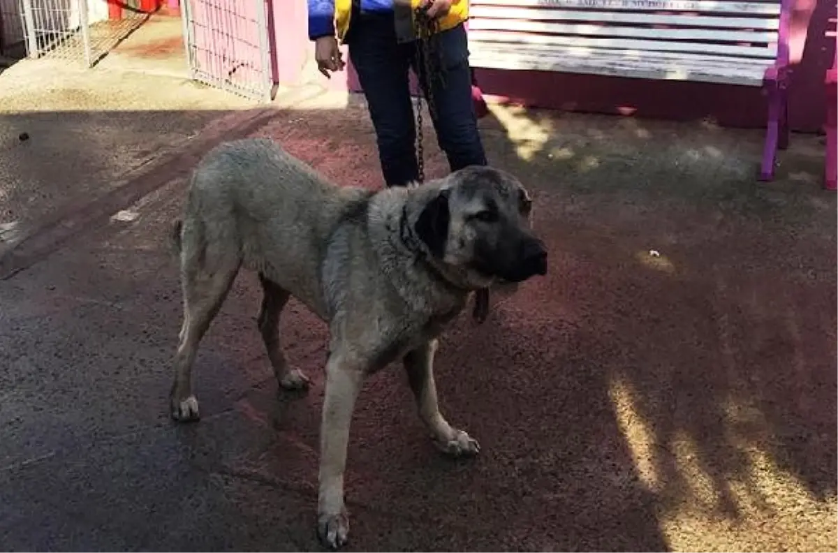 Tekirdağ\'da Köpeğe Eziyet Edildiği İddiası