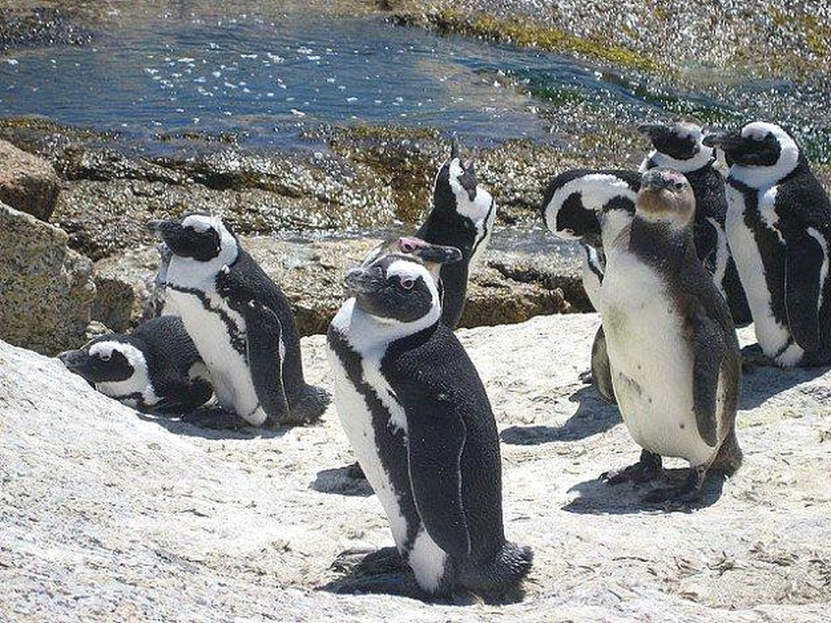 Bursa Zoo"Nun Yeni Misafirlerine Barınak Yapılıyor