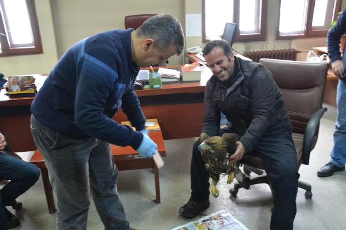 Çukurca Karayolunda Yaralı Bulunan Kartal Tedavi Edildi