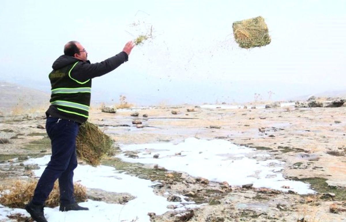 Koruma Altındaki Ceylanlara Yem Desteği