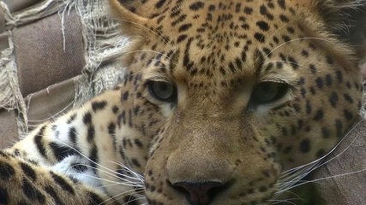 Panthera \'Hayat İçin Kürkler\' Projesiyle Leoparları Kurtarıyor