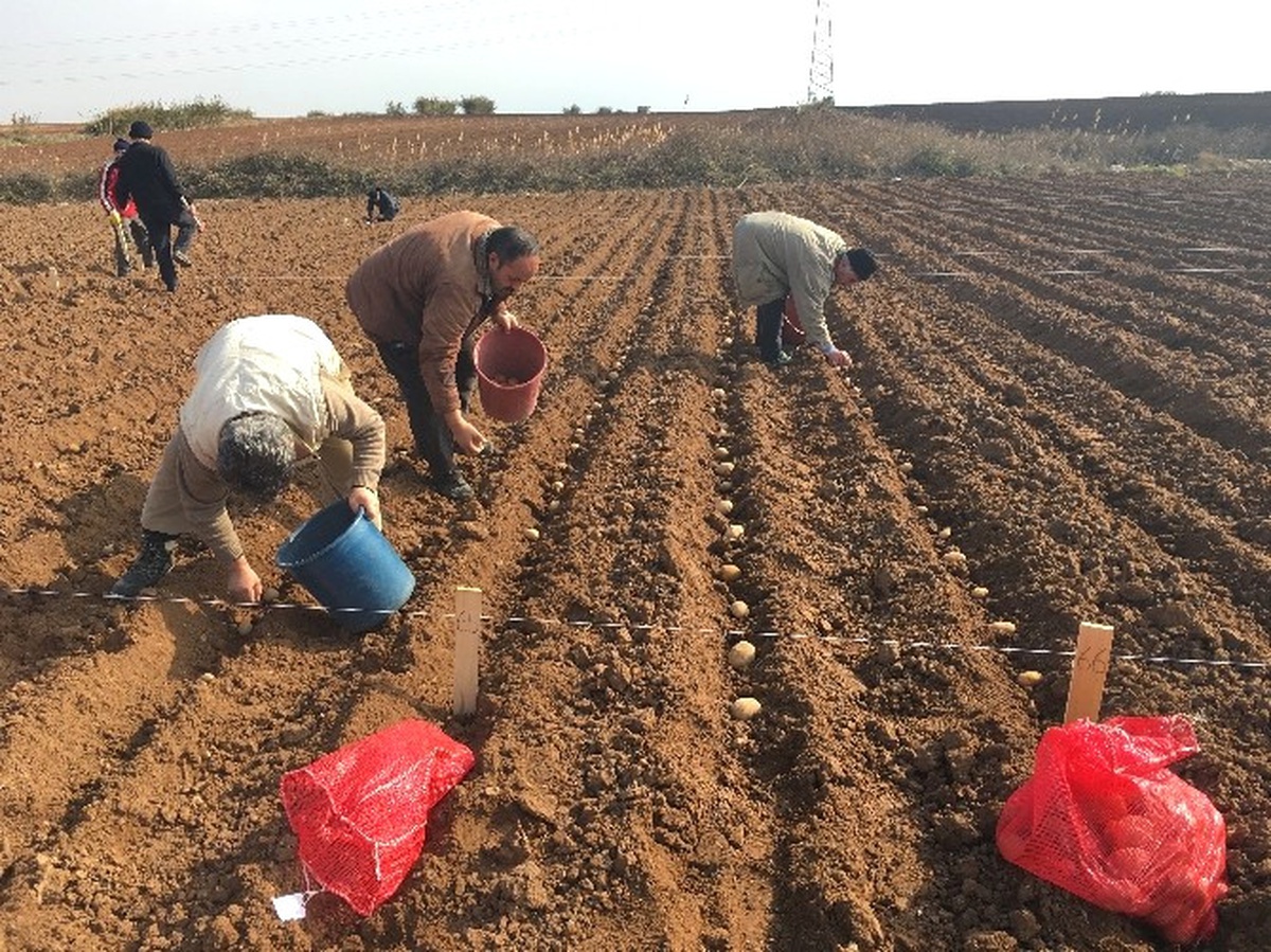 Yerli Patates Çeşitleri Farklı Bölgelerde Dikilerek Gözlemleniyor