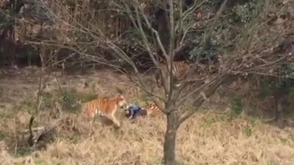 Zebra Bakıcısını Isırıp Metrelerce Sürükledi