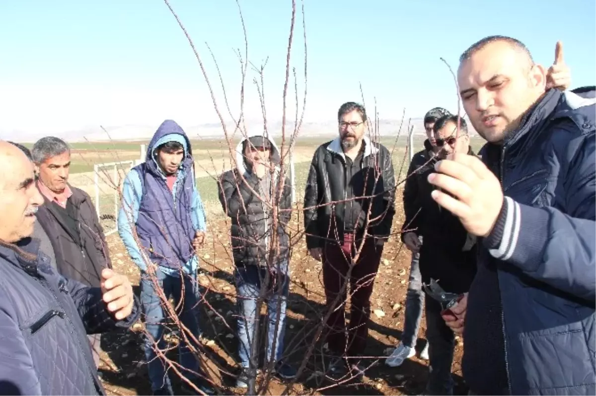 Adıyaman\'da Meyve Ağaçlarında Budama Kursu Veriliyor