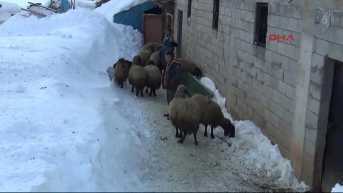 Bitlis\'te Köylülerin Zorlu Hayvan Bakımı