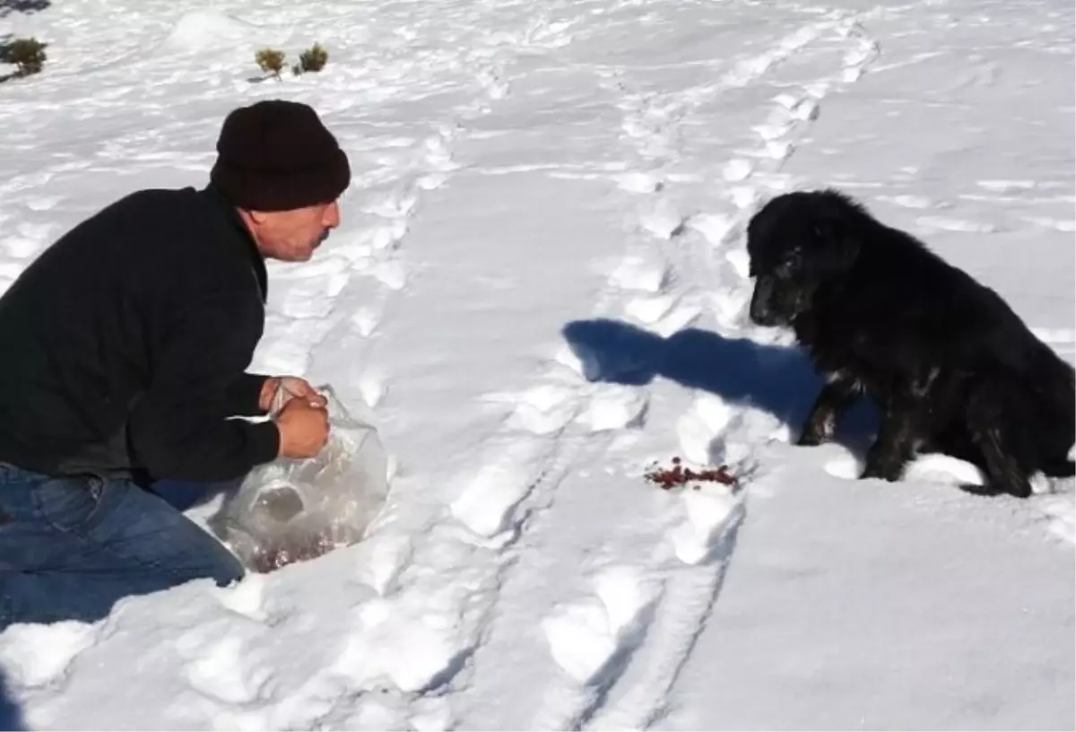 Bolu\'da Köpekler Donmak Üzereyken Kurtarıldı