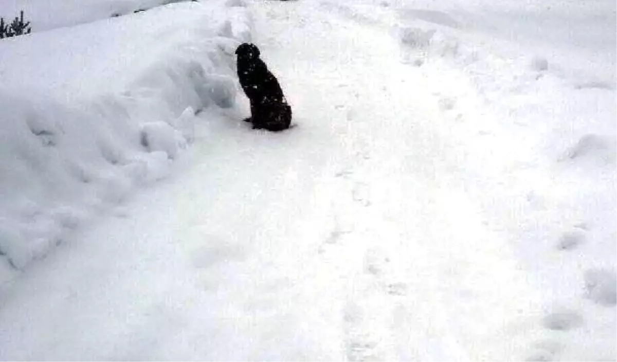 Bolu\'da Soğuk ve Açlıktan Bitkin Düşen 4 Köpek Barınağa Alındı