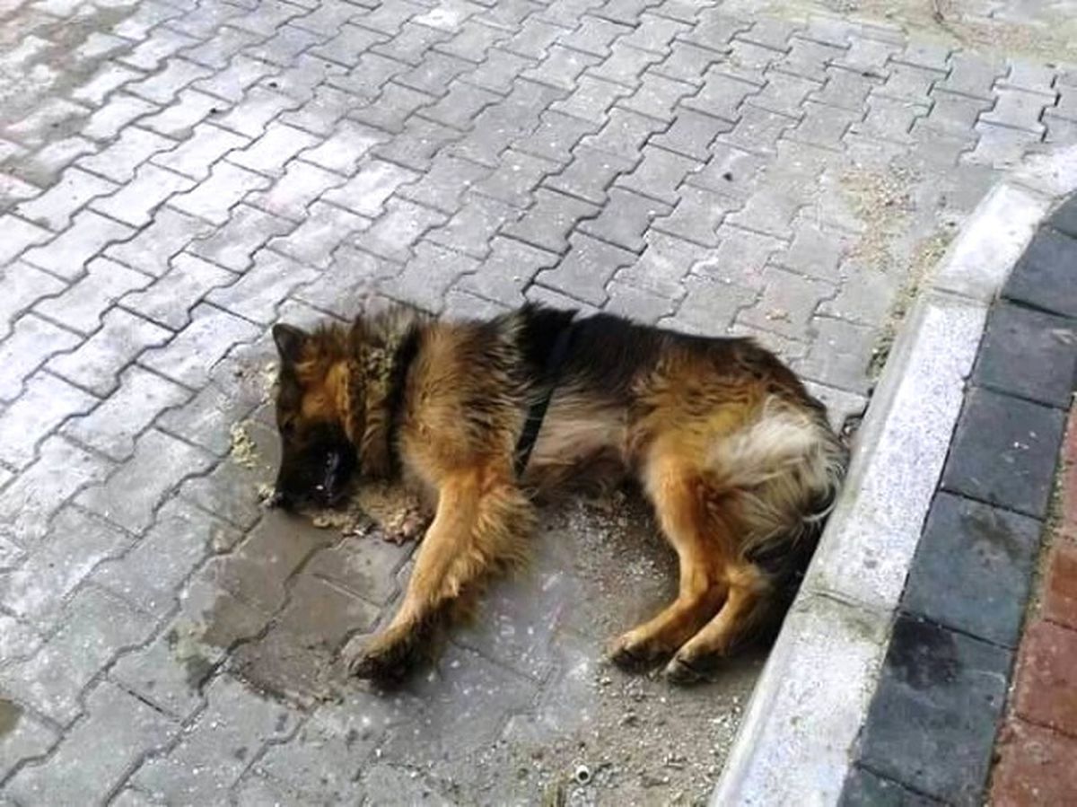 Çanakkale\'de Hayvan Katliamı