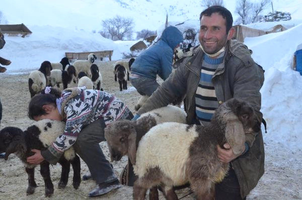 Dha Yurt - Bitlis\'te Köylülerin Zorlu Hayvan Bakımı