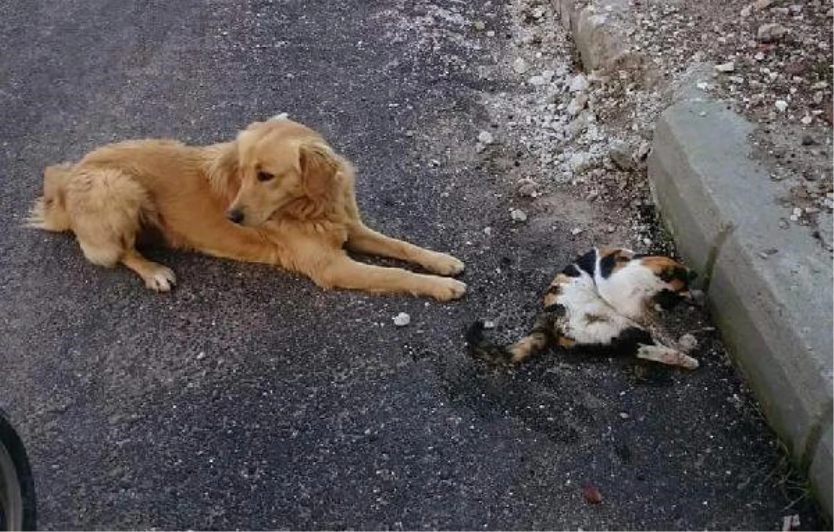 Kedi ve Köpekleri Tarım İlaçlı Etle Zehirlediler