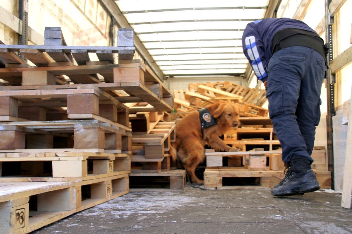 Narkotik Dedektör Köpeği 99 Kilo Eroin Buldu