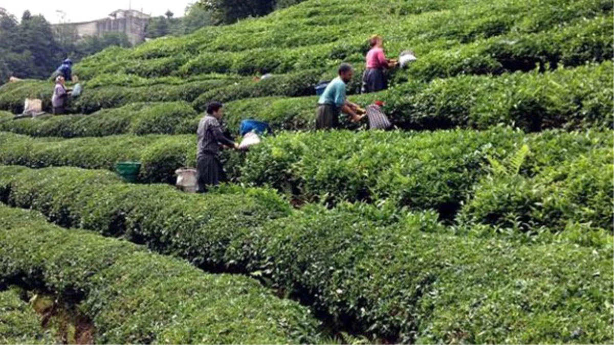 Organik Çay Tarımı Projesi