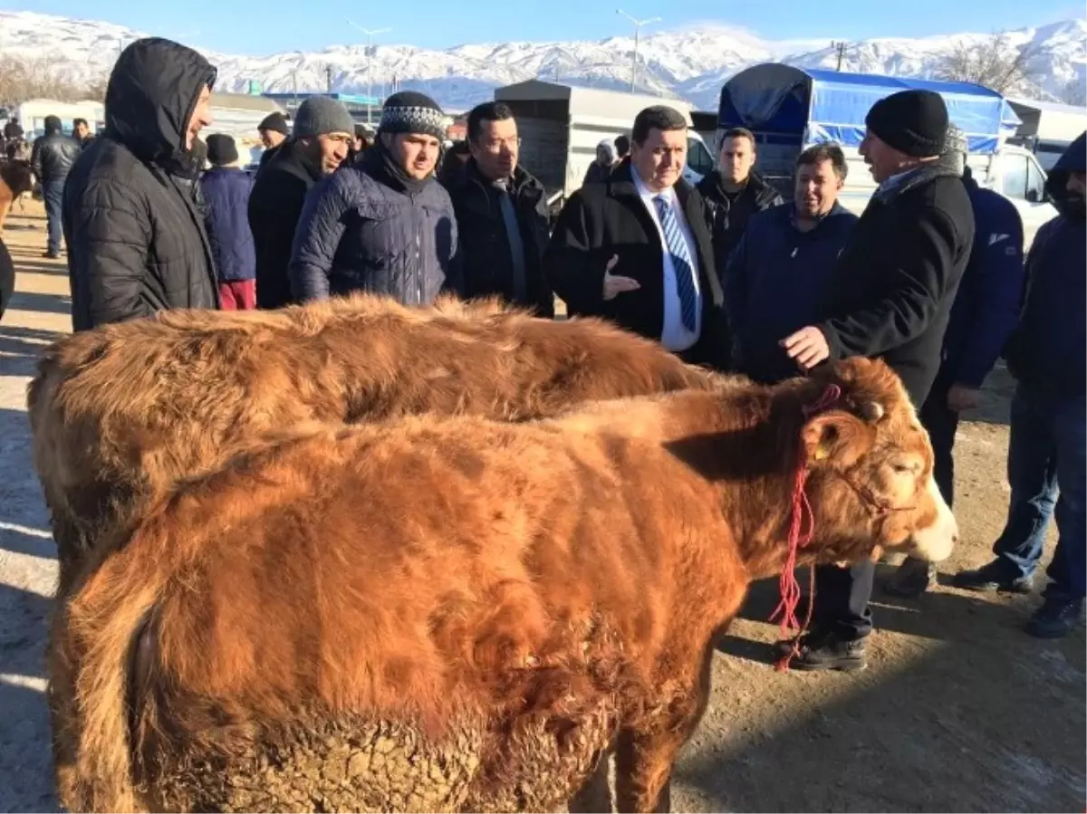 Vali Arslantaş, Canlı Hayvan Pazarında İncelemelerde Bulundu