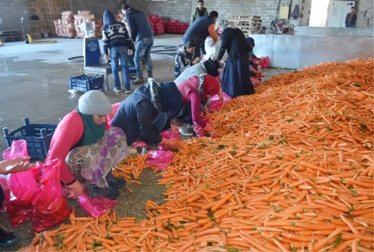 Havuç Üreticinin Yüzünü Güldürmüyor