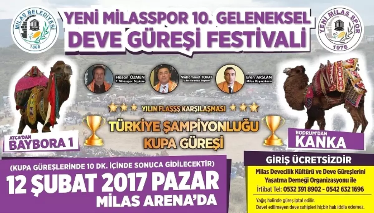 Milas\'ta 10. Geleneksel Deve Güreşi Festivali Heyecanı