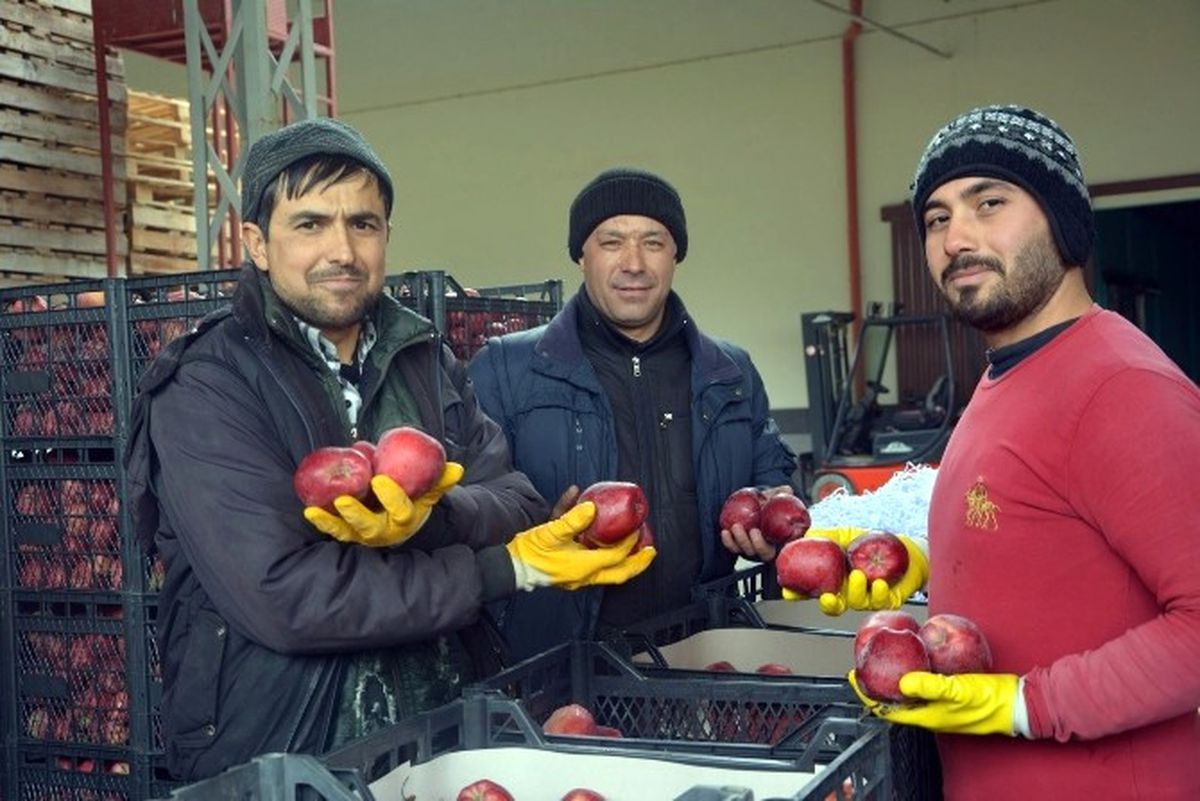 Ortadoğu\'ya Elma İhracatı Başladı