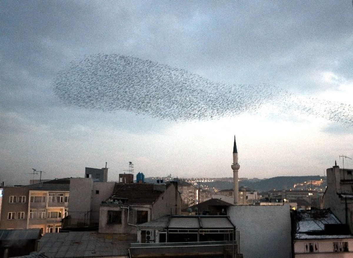 Sığırcık Kuşlarının Eskişehir Semalarındaki Dansı