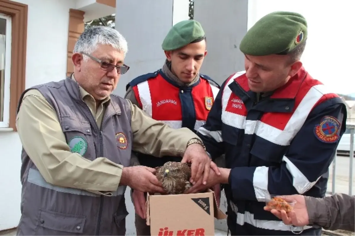 Yaralı Şahine Jandarma Şefkati