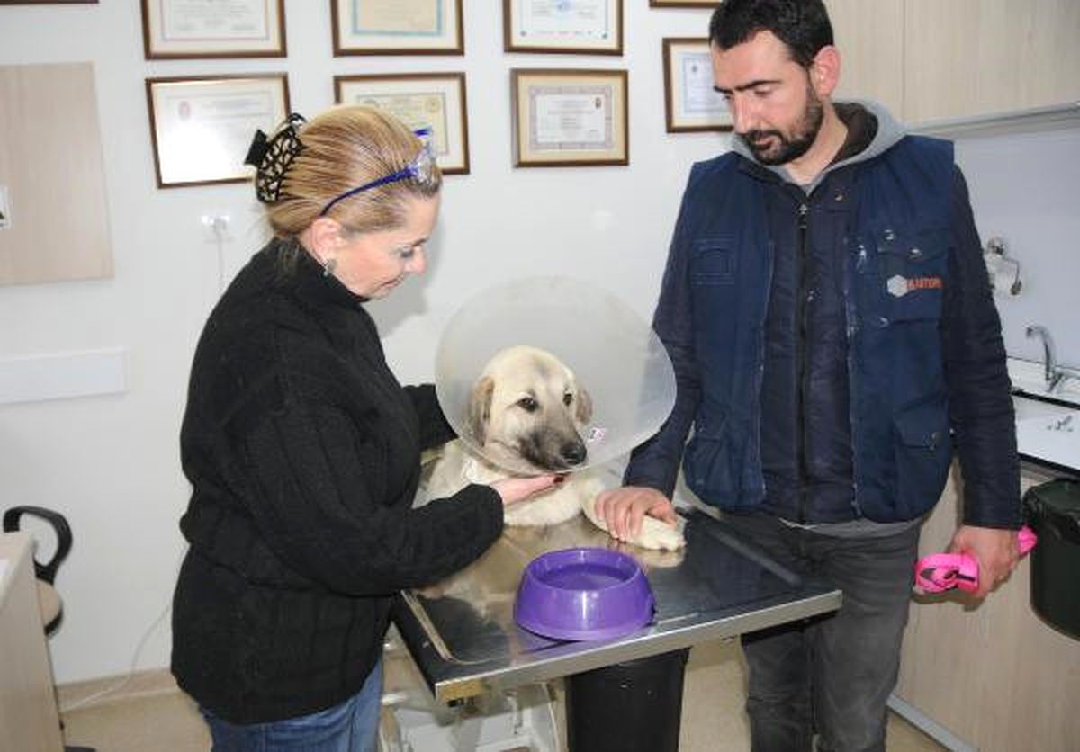 Av Tüfeğiyle Vurulan \'Nazlı\'ya Yuva Aranıyor