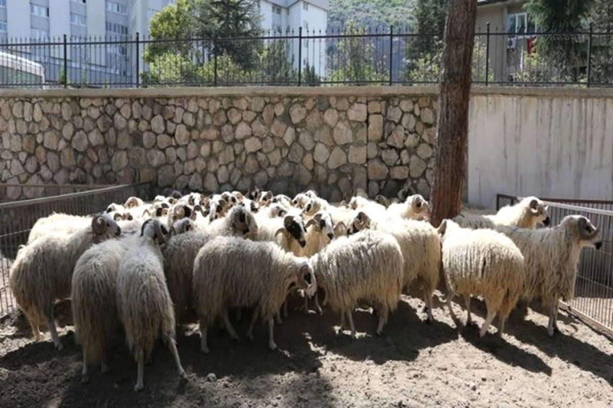 Ereğli\'de "Genç Çiftçi Projesi"