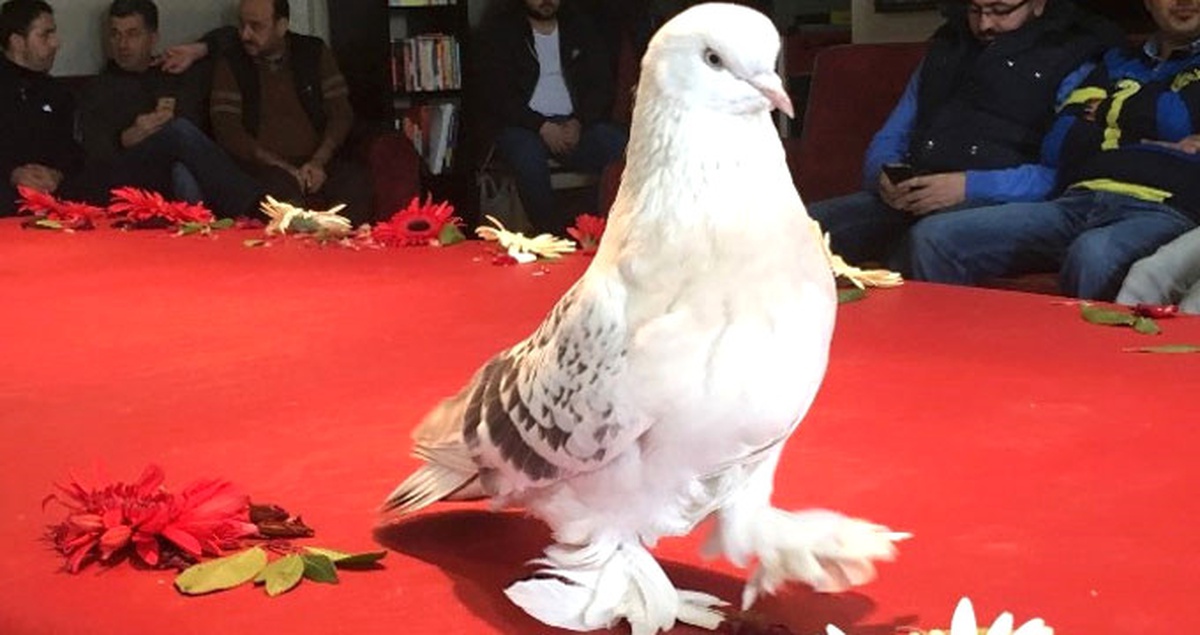 Osmaniye\'de 12. Güvercin Festivali Başladı