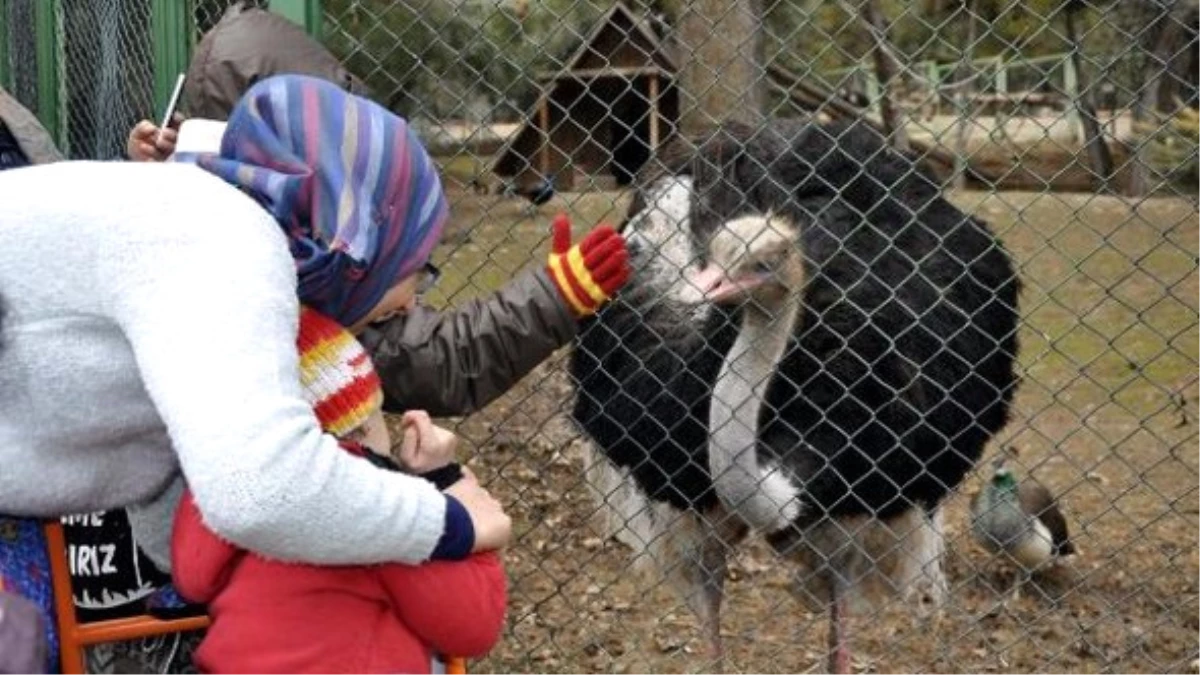 Suriyeli Engelli Çocuklar İlk Kez Hayvanat Bahçesi Gördü
