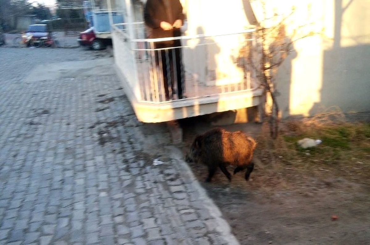Aç Kalan Domuz Şehre İndi