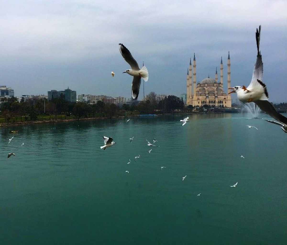Adana\'da Martıların Görsel Şöleni